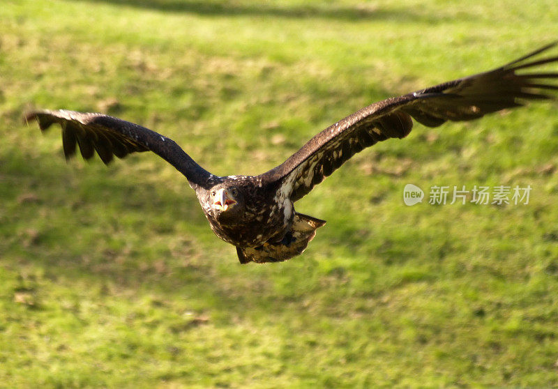 金鹰(Aquila chrysaetos)